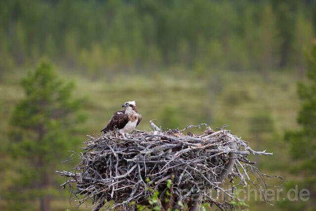 R7986 Fischadler am Horst, Osprey at nest - Christoph Robiller