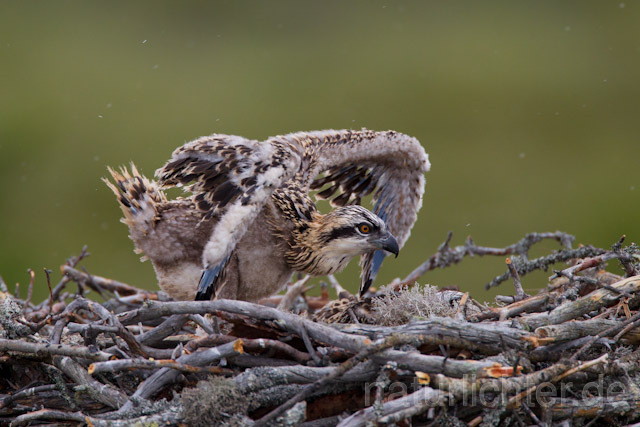 R7988 Fischadler, Jungvogel am Horst, Osprey fledgling at nest - Christoph Robiller