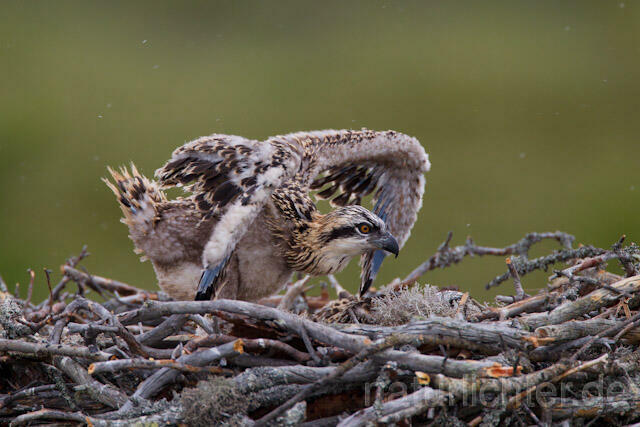 R7988 Fischadler, Jungvogel am Horst, Osprey fledgling at nest - Christoph Robiller