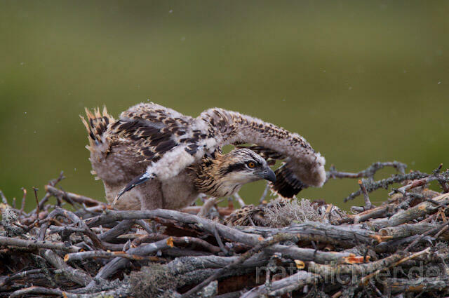 R7989 Fischadler, Jungvogel am Horst, Osprey fledgling at nest - Christoph Robiller