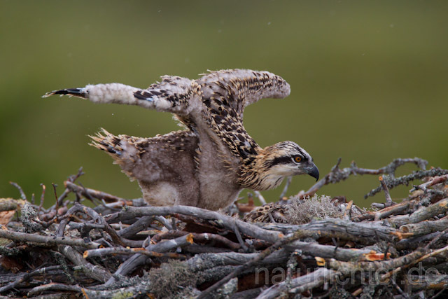 R7990 Fischadler, Jungvogel am Horst, Osprey fledgling at nest - Christoph Robiller