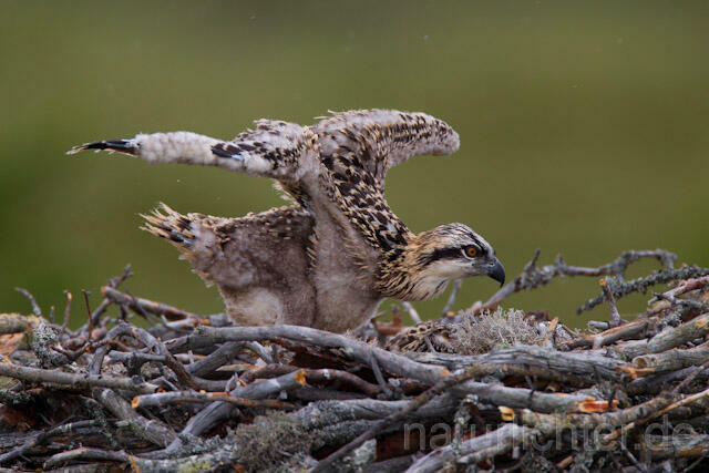R7990 Fischadler, Jungvogel am Horst, Osprey fledgling at nest - Christoph Robiller