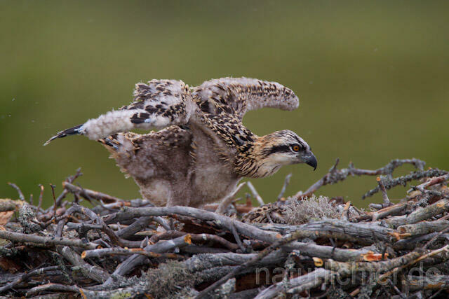 R7991 Fischadler, Jungvogel am Horst, Osprey fledgling at nest - Christoph Robiller