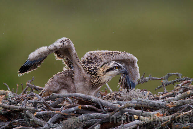 R7992 Fischadler, Jungvogel am Horst, Osprey fledgling at nest - Christoph Robiller