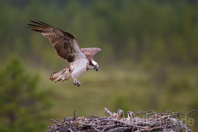 R7996 Fischadler im Anflug an Horst, Osprey flying at nest - Christoph Robiller