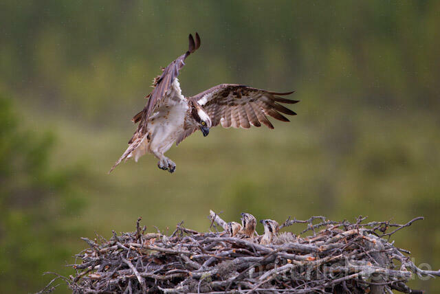 R7997 Fischadler im Anflug an Horst, Osprey flying at nest - Christoph Robiller
