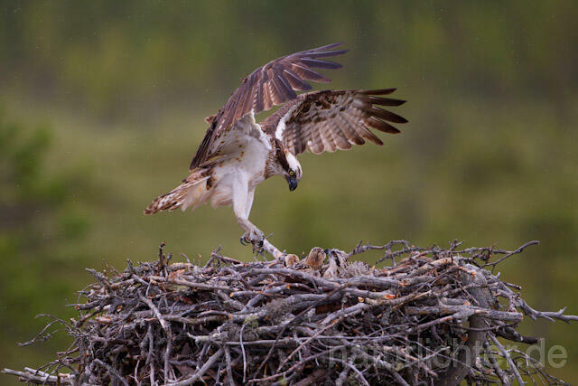R7998 Fischadler im Anflug an Horst, Osprey flying at nest - Christoph Robiller