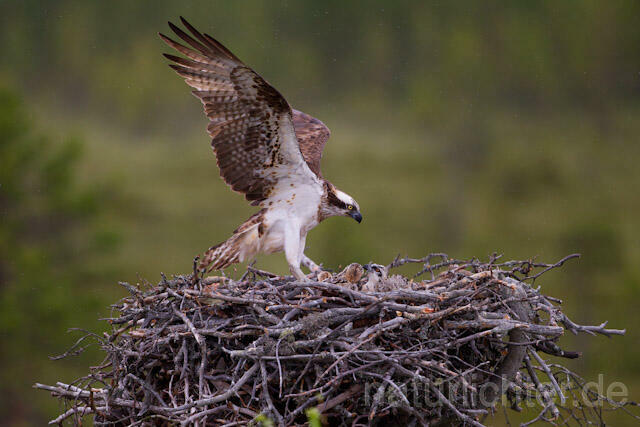 R7999 Fischadler im Anflug an Horst, Osprey flying to the nest - Christoph Robiller