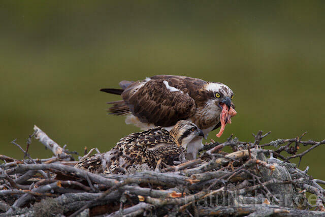 R8004 Fischadler mit Beute am Horst, Osprey with prey at nest - Christoph Robiller