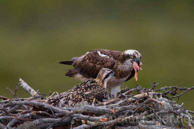 R8006 Fischadler mit Beute am Horst, Osprey with prey at nest - Christoph Robiller
