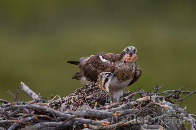 R8007 Fischadler mit Beute am Horst, Osprey with prey at nest - Christoph Robiller