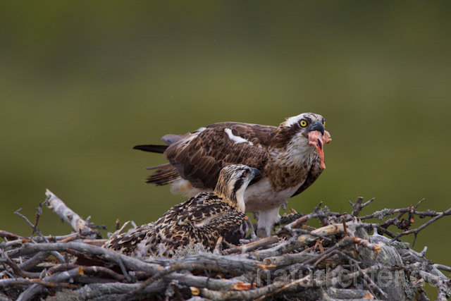 R8008 Fischadler mit Beute am Horst, Osprey with prey at nest - Christoph Robiller