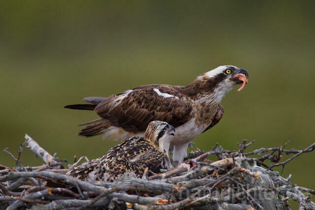 R8011 Fischadler mit Beute am Horst, Osprey with prey at nest - Christoph Robiller