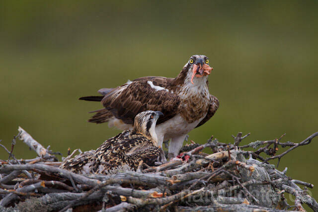 R8013 Fischadler mit Beute am Horst, Osprey with prey at nest - Christoph Robiller