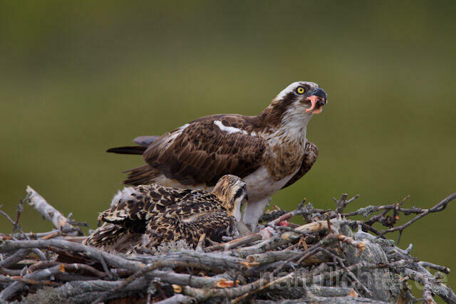 R8014 Fischadler mit Beute am Horst, Osprey with prey at nest - Christoph Robiller