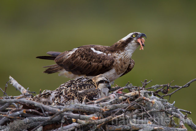 R8016 Fischadler mit Beute am Horst, Osprey with prey at nest - Christoph Robiller