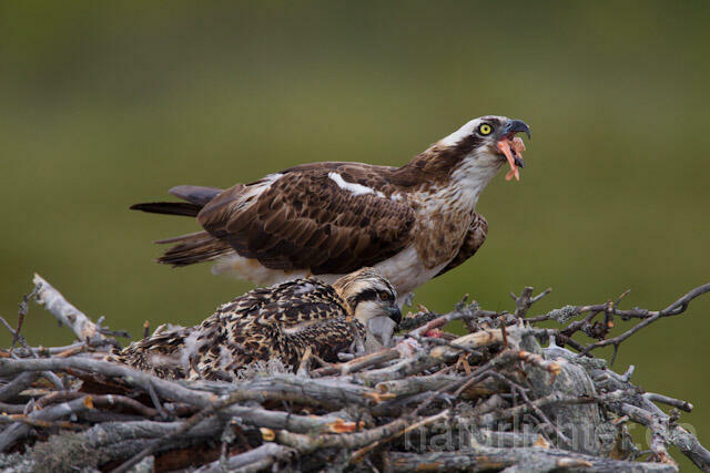 R8016 Fischadler mit Beute am Horst, Osprey with prey at nest - Christoph Robiller