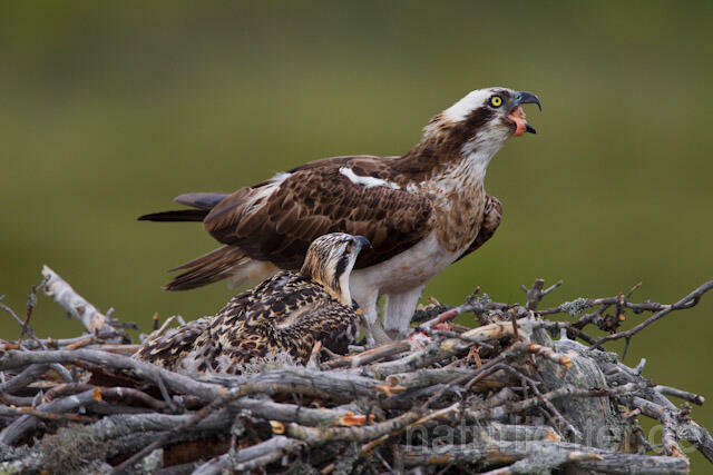 R8017 Fischadler mit Beute am Horst, Osprey with prey at nest - Christoph Robiller