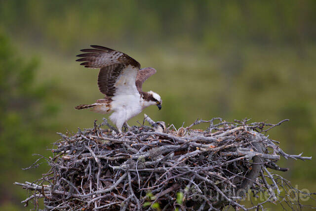 R8034 Fischadler am Horst, Osprey at nest - Christoph Robiller