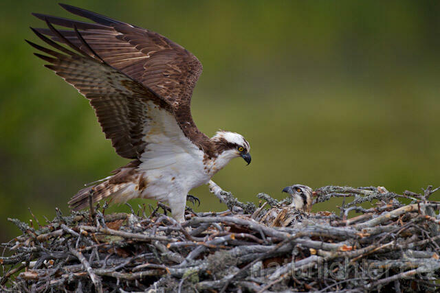 R8037 Fischadler am Horst, Osprey at nest - Christoph Robiller