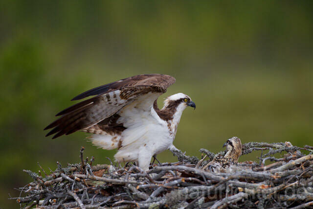 R8039 Fischadler am Horst, Osprey at nest - Christoph Robiller