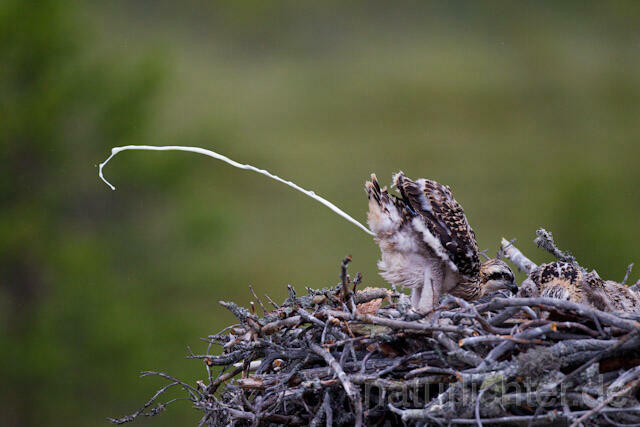 R8044 Fischadler, Jungvogel kotet im Nest, Osprey fledgling - Christoph Robiller