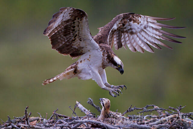 R8048 Fischadler landet auf Nest, Osprey landing at nest - Christoph Robiller