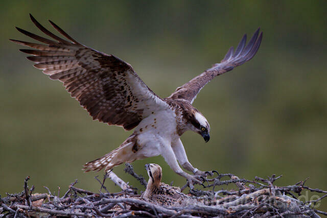 R8049 Fischadler landet auf Nest, Osprey landing at nest - Christoph Robiller