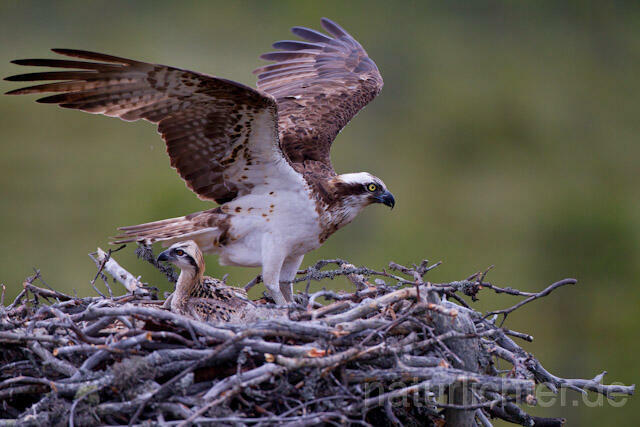R8050 Fischadler landet auf Nest, Osprey landing at nest - Christoph Robiller