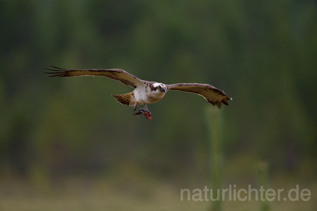 R8051 Fischadler im Flug mit Beute, Osprey flying with prey - Christoph Robiller