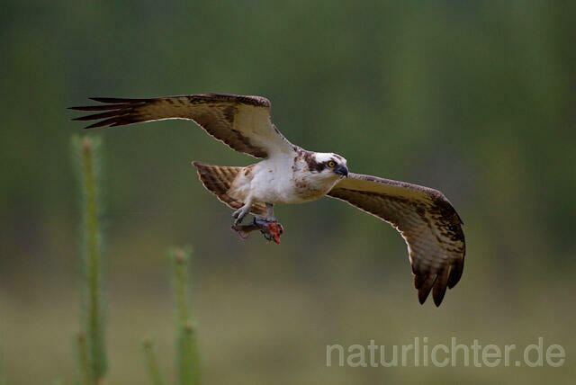 R8052 Fischadler im Flug mit Beute, Osprey flying with prey - Christoph Robiller