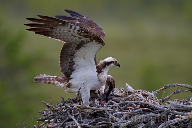 R8054 Fischadler mit Beute am Horst, Osprey with prey at nest - Christoph Robiller