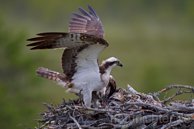 R8055 Fischadler mit Beute am Horst, Osprey with prey at nest - Christoph Robiller
