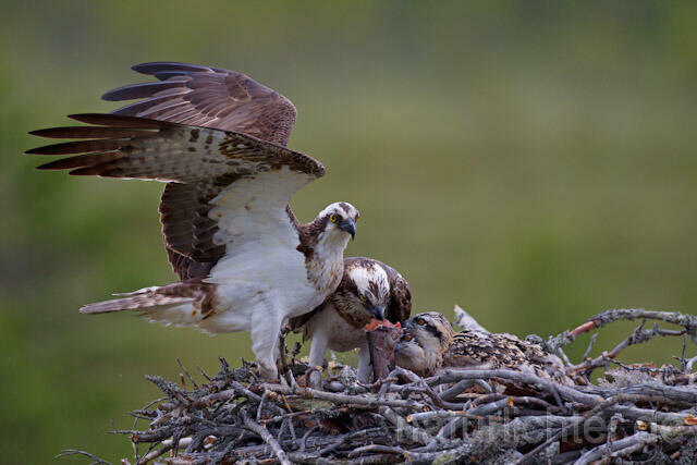 R8056 Fischadler mit Beute am Horst, Osprey with prey at nest - Christoph Robiller