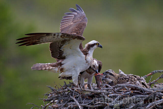 R8057 Fischadler mit Beute am Horst, Osprey with prey at nest - Christoph Robiller