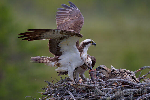 R8058 Fischadler mit Beute am Horst, Osprey with prey at nest - Christoph Robiller