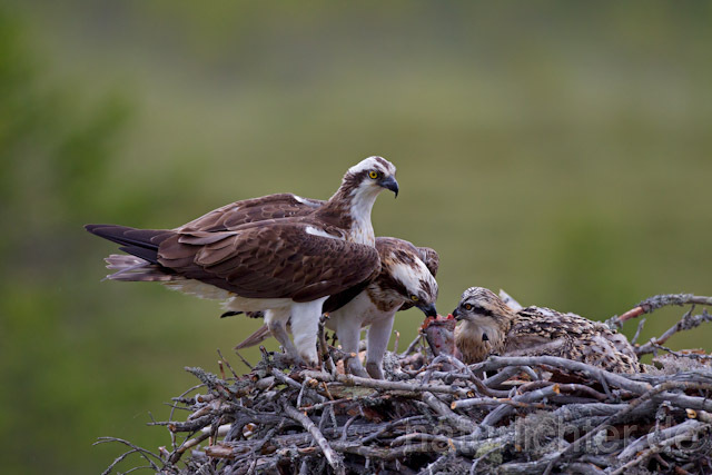 R8059 Fischadler mit Beute am Horst, Osprey with prey at nest - Christoph Robiller