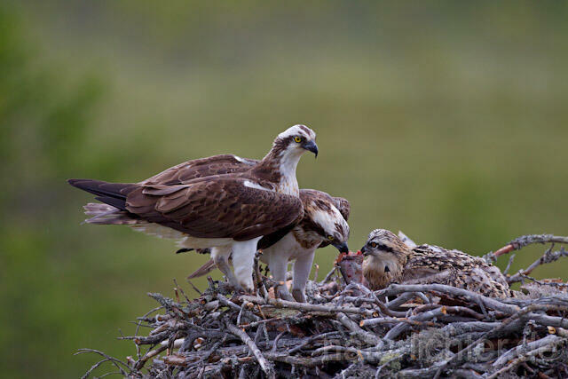 R8059 Fischadler mit Beute am Horst, Osprey with prey at nest - Christoph Robiller