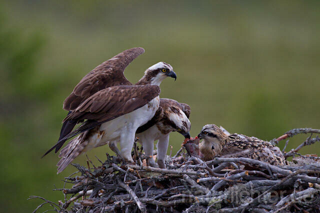R8060 Fischadler mit Beute am Horst, Osprey with prey at nest - Christoph Robiller