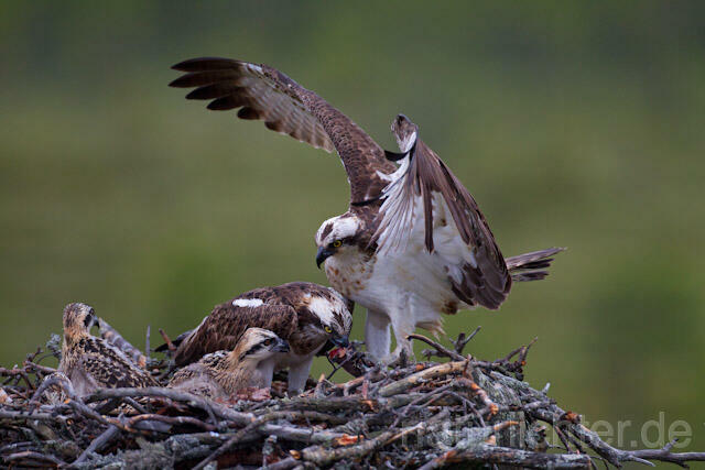 R8066 Fischadler mit Beute am Horst, Osprey with prey at nest - Christoph Robiller