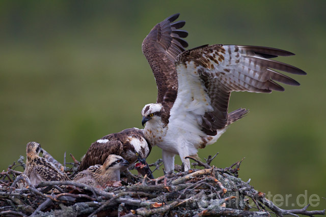 R8067 Fischadler mit Beute am Horst, Osprey with prey at nest - Christoph Robiller