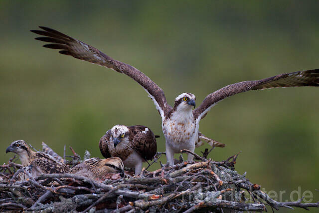 R8068 Fischadler mit Beute am Horst, Osprey with prey at nest - Christoph Robiller