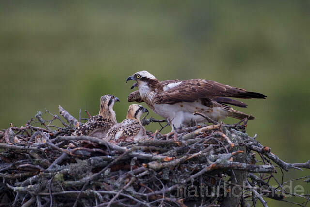 R8069 Fischadler mit Beute am Horst, Osprey with prey at nest - Christoph Robiller