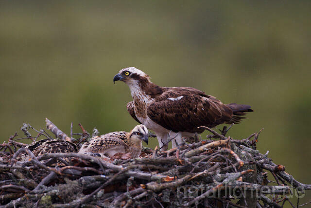 R8071 Fischadler mit Beute am Horst, Osprey with prey at nest - Christoph Robiller
