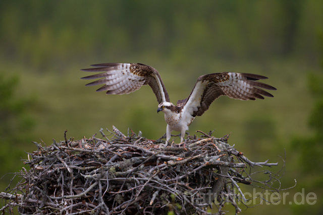 R8074 Fischadler am Horst, Osprey at nest - Christoph Robiller