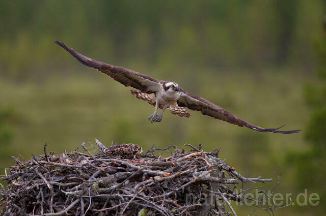 R8078 Fischadler am Horst, Osprey at nest - Christoph Robiller
