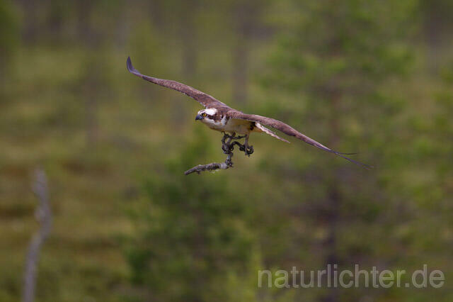R8081 Fischadler mit Ast im Flug, Osprey flying with branch - Christoph Robiller
