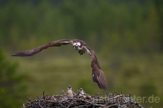 R8092 Fischadler im Flug am Horst, Osprey flying at nest - Christoph Robiller