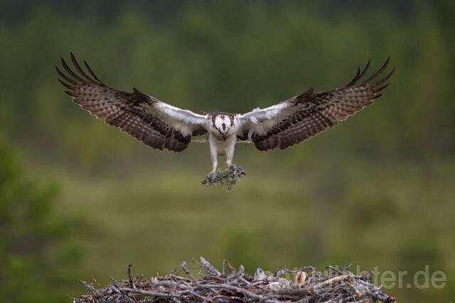 R8100 Fischadler mit Nistmaterial im Anflug zum Horst, Osprey flying at nest - Christoph Robiller