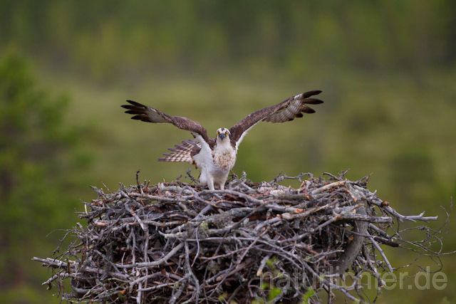 R8103 Fischadler am Horst, Osprey at nest - Christoph Robiller